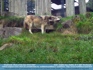 Photo:  Wolf at the Dublin Zoo ©2007 World-Link 