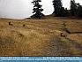 Photo:  "It's a Sheep's LIfe"  Big Horn Sheep resting along pathway - Bison Range, Montana USA - ©2007 Mr. Mies 