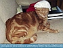 Photo:  Tiggy, Waits for Christmas ©2007 Dagmar Strell