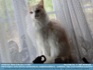 Photo:  "Year of the Cat" - Turkish Van in a Window ©2006 World-Link 