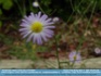 Photo:  Attack of the Flying Daisy ©2007 World-Link