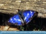Photo: Butterfly...  I'm not Really Blue ©2006 Hartmut
