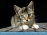 Photo:  Kitten "The Eyes Have it"  ©2007 E. Connolly 