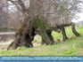Photo:  Scary Tree on the Tolkien Trail, Ribble Valley, UK ©2007 Micilin