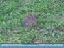 Photo:  Texas Rabbit, Texas USA ©2007 P. Pearson 