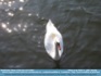 Photo:  "Where is my Mate?"  Swan from above...©2007 Annette