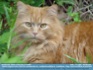 Photo: "And....?"  Red long-haired moggie ©2007 World-Link