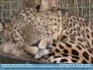 Photo:  Let Sleeping Cats Lie (Sleeping Jaguar) © Micilin 