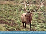 Photo:  Bull Elk, Pennsylvania, USA © 2011  Teri Moyer