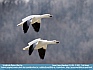 Photo:  Snow Geese Migration © 2011 Teri Moyer 