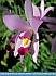 Sunny Orchid, Kennett Sq, PA, USA © 2012 Dee Langevin