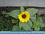 Photo:  FIrst Sunflower © 2012 Liz Connolly