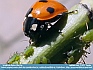 Ladybird Feast  © 2012 Zardoz