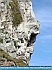 Photo:  Rockface on Great Orme N.Wales © 2012 Mike Lester