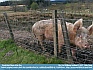 Pig,  Fort Williams, Scotland © 2012   Mike Dunn