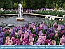 Hyacinth Fountain, Kennett Sq, PA, USA  © 2012  Dee Langevin