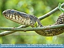 Photo:  Scales  - Northern Water Snake,  Kingsville, Ohio, USA  ©  2012   Joy Cobb