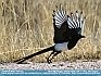 Black Billed Magpie, Antelope Island, Utah  ©  2012   Dee Langevin