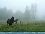 Photo:  Horses in the Mist, Kingsville, Ohio © 2012 Joy Cobb