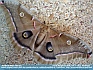 Photo:  Female Polyphemus Moth © 2012 World-Link