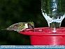 Photo:  Hummingbird, Kingsville, Ohio, USA © 2012 Joy Cobb