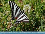 Photo:  Zebra Swallowtail,  Yorktown, VA, USA © 2012 Dee Langevin 