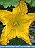 Photo:  “Touch of Yellow”  Pierpont, OH, USA  ©  2012 Joyce Gore 
