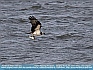 Osprey Skimming the Waves,    Slaughter Beach, DE  USA © 2012     Dee Langevin