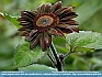 Photo:   Chocolate Sunflower, Flanders, NJ USA © 2012   Dee Langevin