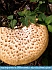 Mushroom. Pierpont Ohio, USA ©  2012 Joyce Gore