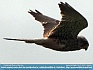 Photo:  Kestrel in Flight, UK © 2012 Micilin