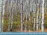 Photo:  How many Birches?  Glacier Park, Montana, USA © 2012 George Allen