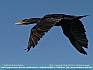 Photo:  Fly By - Cormorant - Wells, ME USA © 2012 Dee Langevin 