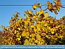 Photo:   Grape Leaves, Conneaut, OH  USA ©  2012   Joy Cobb