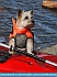 Doggie Paddle, Acadia Natl. Park, ME USA © Dee Langevin