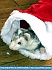 Photo:  Stella looking for her Christmas Present  © 2012 Joyce Gore 