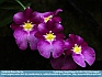   Orchid Spray,  Kennett Square, PA USA © 2012 Dee Langevin