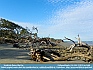      Driftwood Beach,  GA, USA  © 2012  Joy Cobb