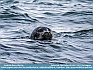 Harbor Seal,  Bass Harbor, ME USA © 2013  Dee Langevin