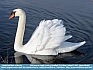 Wild swan on Lough Corrib, nr Headford, Co Galway , Ireland © 2013  Maura Mitchell 
