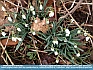 Photo:   Snowdrops popping out of the Ground Pierpont, OH  ©  2013   Joyce Gore