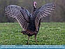 Wild Turkey Hen,  Great Smokey Mountains, Tennessee, USA  © 2013 Dee Langevin