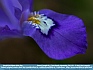 Dwarf Crested Iris,  Great Smoky Mountains, TN USA   © 2013 Dee Langevin