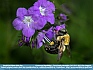 Green-eyed Bumblebee , Great Smoky Mountains, TN USA © 2013 Dee Langevin