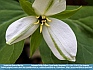 Variegated While Trillium, Great Smoky Mountains, TN, USA © 2013 Dee Langevin