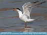 Common Tern, Cape May, New Jersey, USA © 2013 Dee Langevin