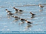 1st and 10 for the Sandpipers, Cape May, NJ, USA  © 2013  Dee Langevin  