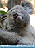 Photo:  Koala, Sydney, Australia © 2013 Liz Connolly 