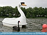 Swan in Love c/o Patricia 