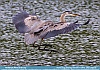 Photo:  Heron Leap, Smyrna, DE USA  © 2013   Dee Langevin